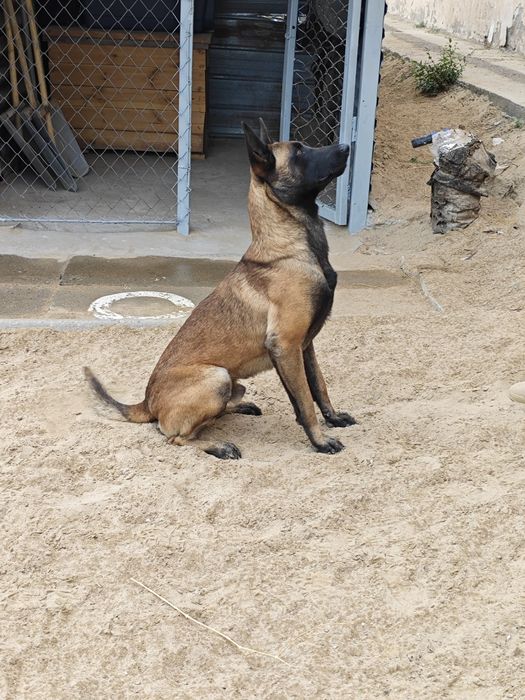 Шенки Бельгийские овчарки