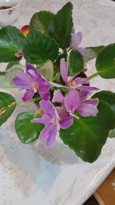 Продам комнат. Цветы