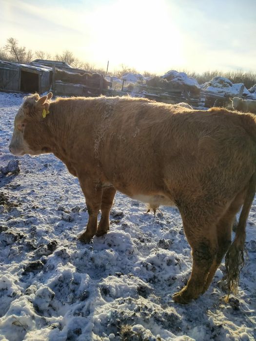 КРС. Продам 5 быков