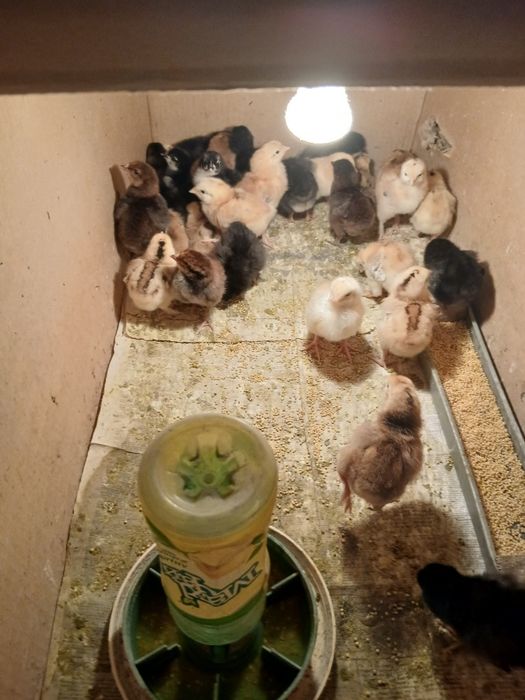 Продам  цыплят домашние