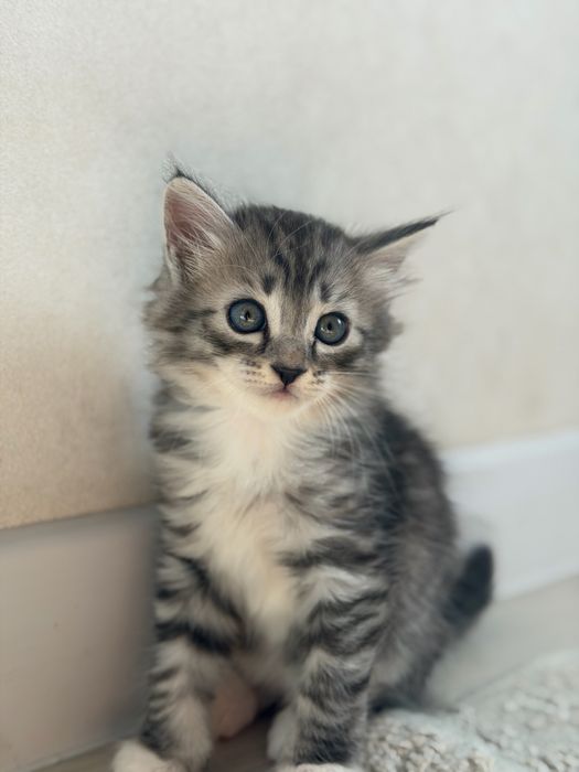 Шотладнский котенок мальчик