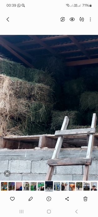 Жоңышқа. Клевер. Люцерна