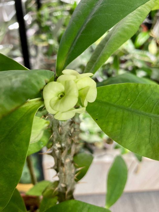 Молочай крупноцветковый, большой