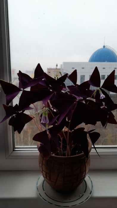 Кислица (оксалис)