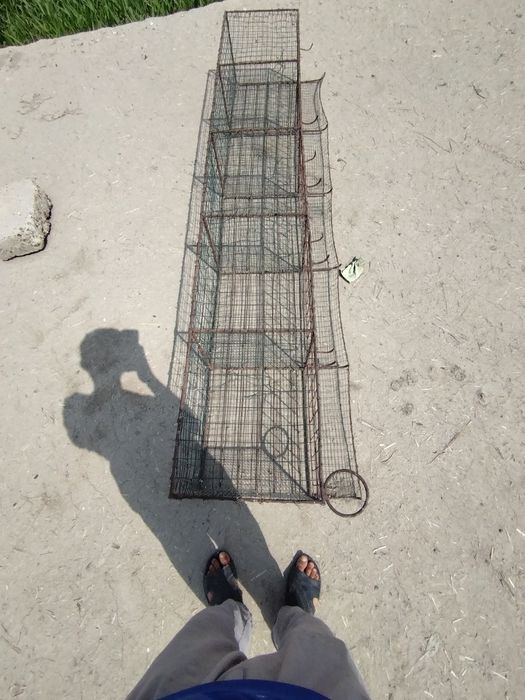 Товук уйлари 200 тага йетади