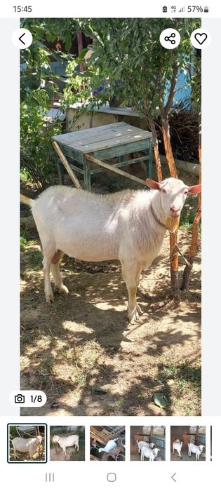 Зотли,жуда чаккон ва эпчил ТАКА сотилади, нархи 400$