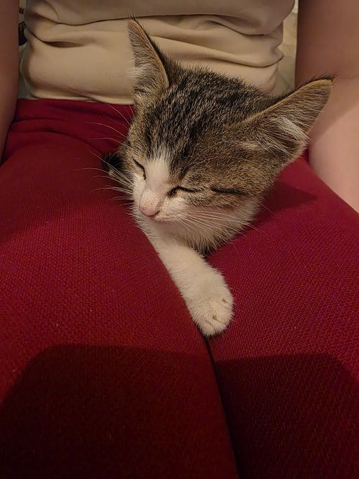 Отдам котёнка мальчика в добрые руки