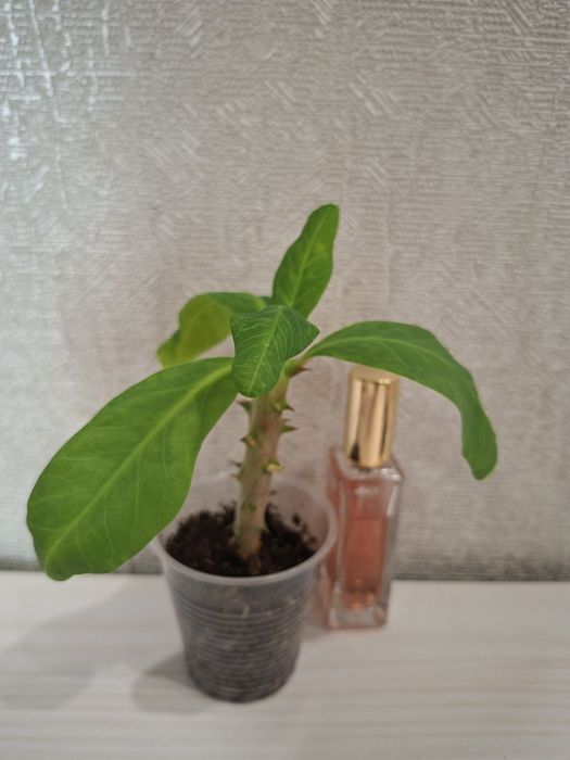Продам комнатные цветы