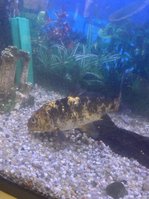 Vand Peste Koi pret negociabil