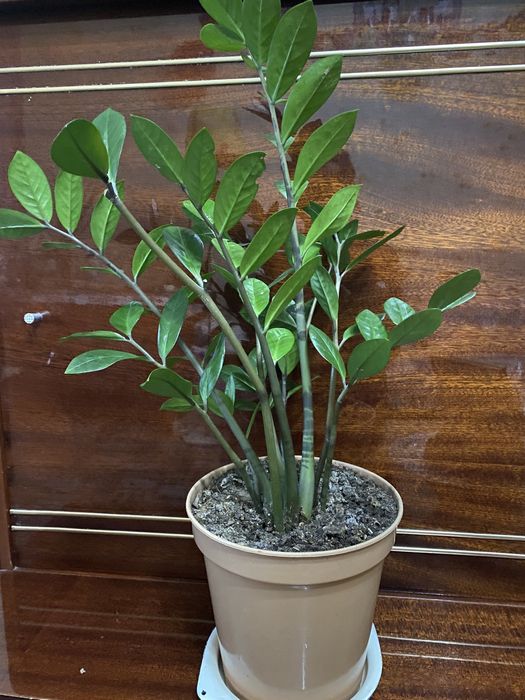 Цветок Замиокулькас