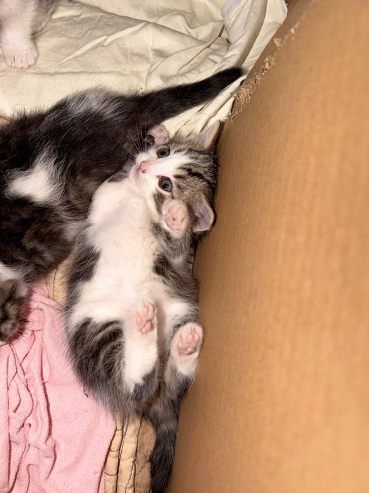 Котенок в добрые руки