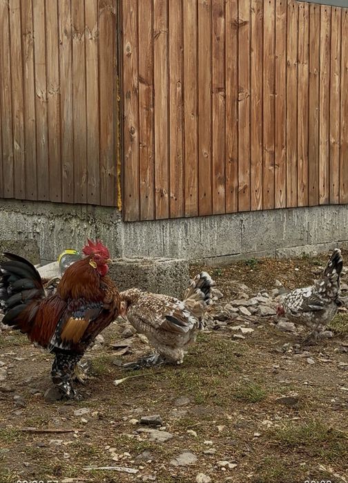 De vanzare mii de flori