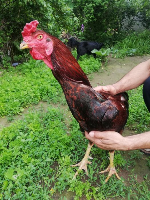 Продам бойцового петуха Дакан