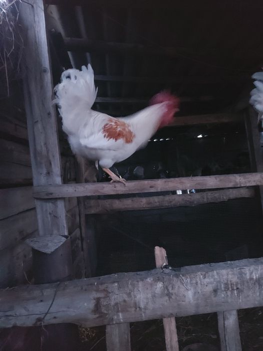 Петухи молодые, домашние.