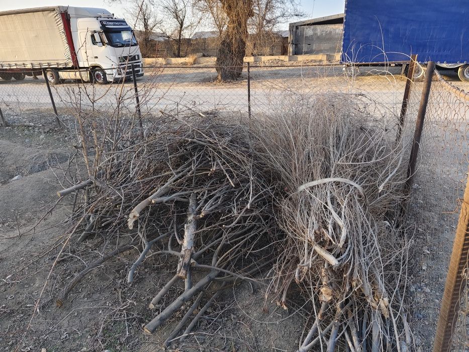 Дрова на тандыр ил