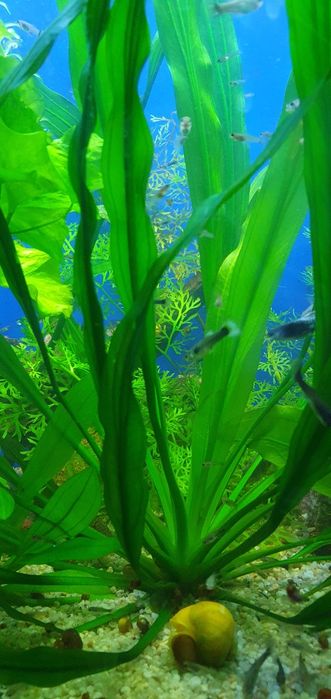 Эхинодорус Аргентинский