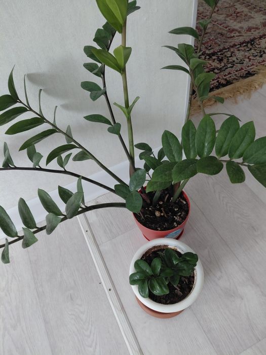 Комнатные цветы не дорого