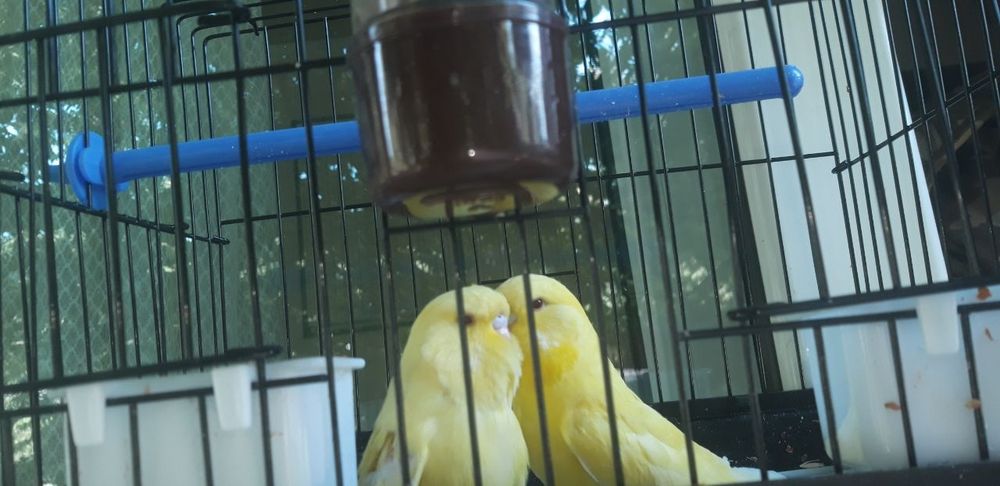 Popugay sariq. Жёлтые попугаи