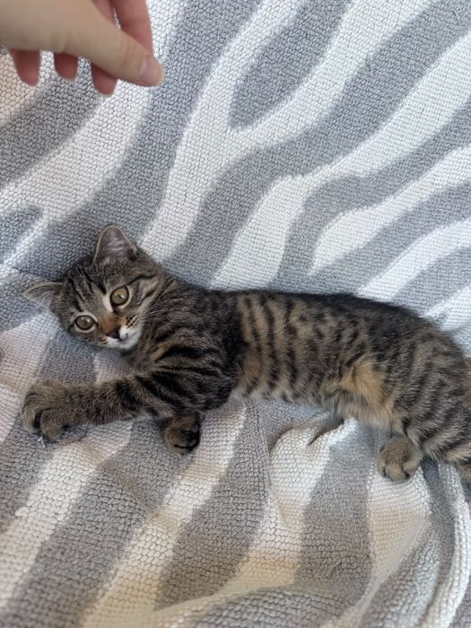 Котик мальчик 3 месяца