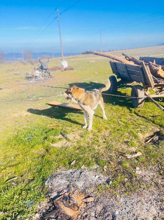 Продава се момчета
