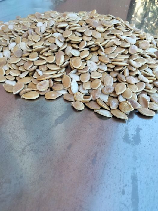 Vind semințe de dovleac