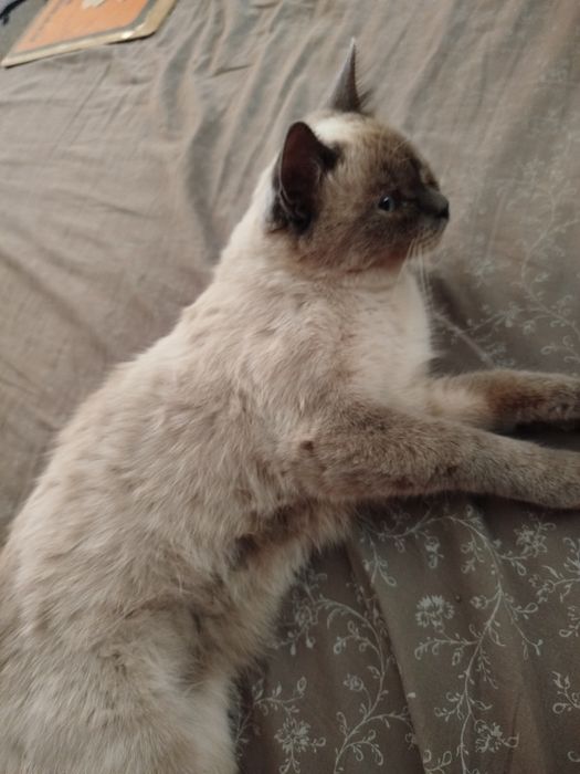 Отдам тайскую кошку
