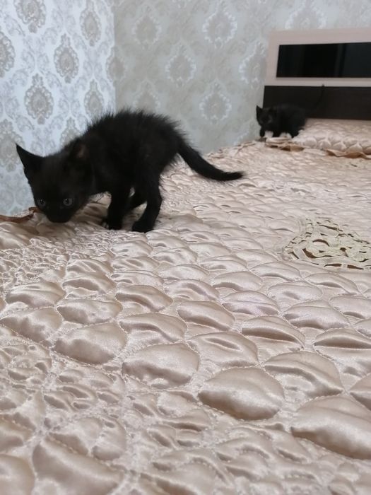 Отдам котёнка в хорошие руки