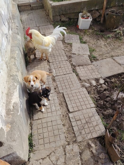 Подаряват се кученца на 2 месеца