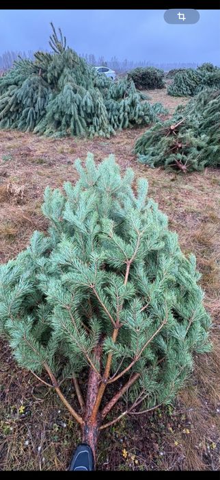 Сосна елка ель оптом