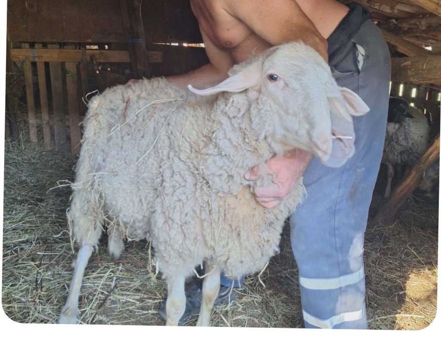 Асаф на 3 години