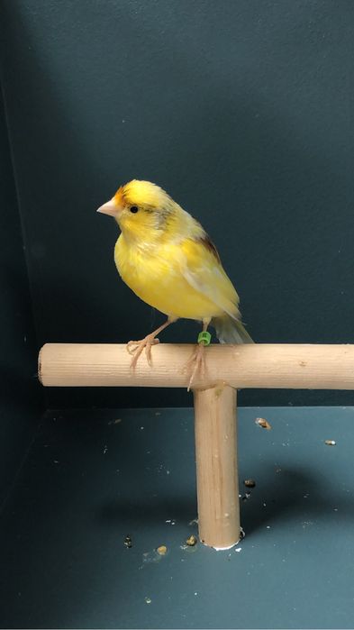 Канарейка (кенар) самец