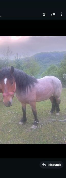 Armăsar pentru montă