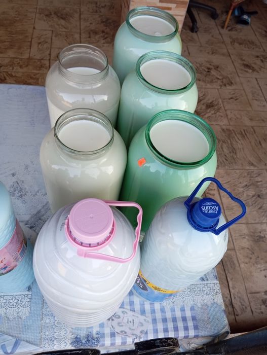 Lactatele  Comuna Doba