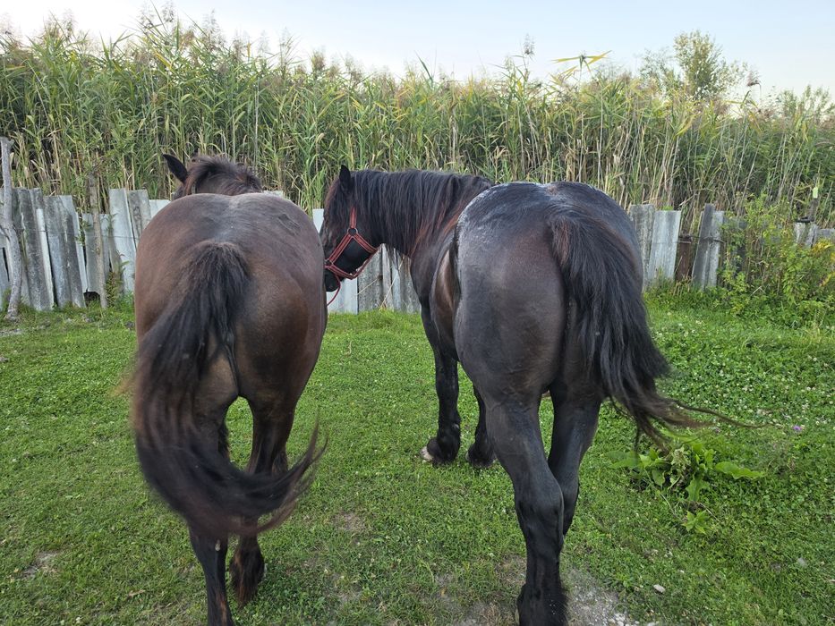 De vânzare  mânză de 2 ani și armăsar de 4 ani.