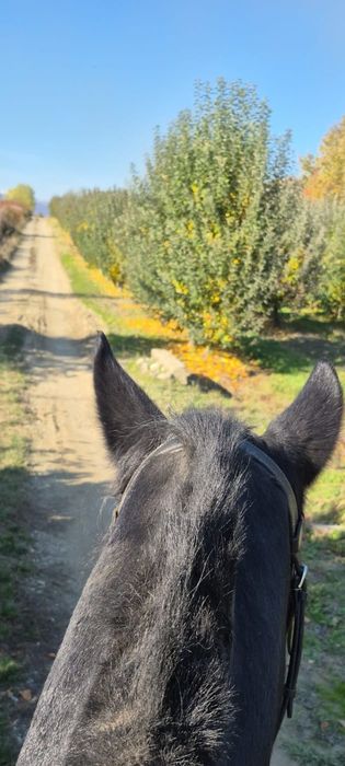 lecții de echitație