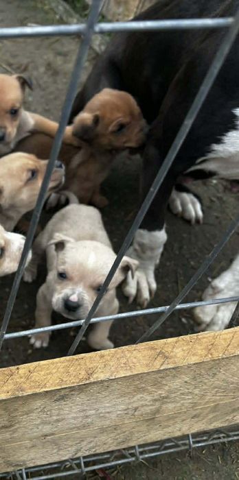 Puiuti American Staffordshire Terrier