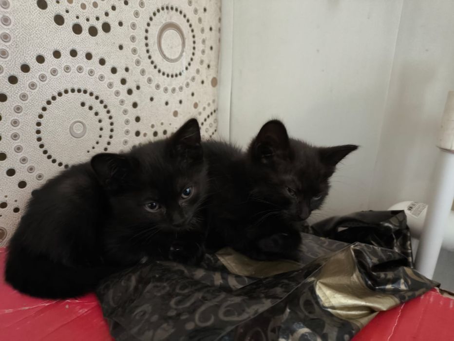 Отдам котят бесплатно