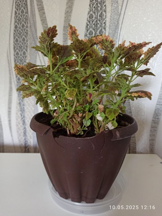 Продам Юкку, Аглаонему, Замиокулькас, Колеус