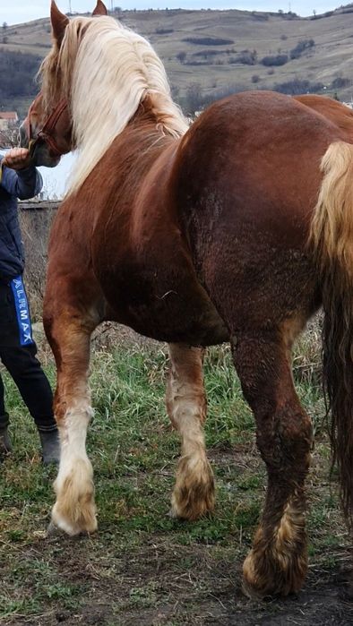 Mânz de 3 ani 900kg