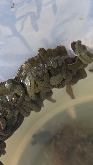 Zuluk zulluk dastafka