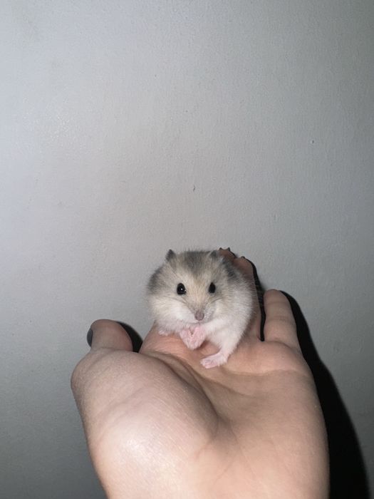 Хомяк джунгарский