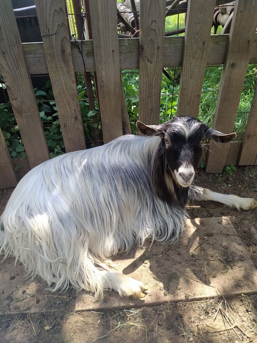 Schimb echipă de căprițe țapi ieduțe le dau pe nutreț sau alte animale