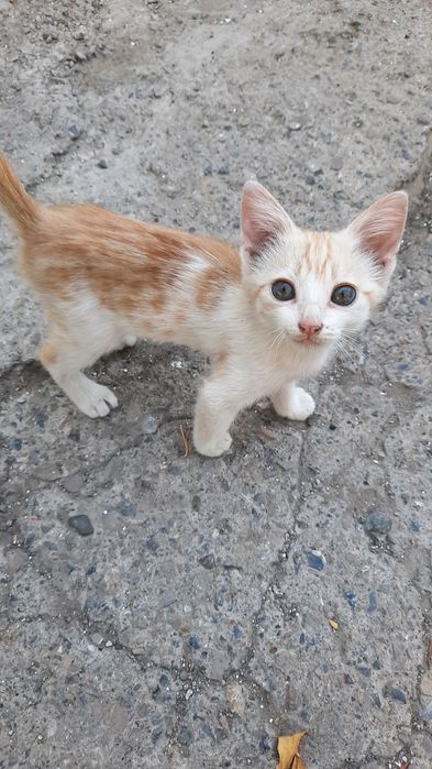 Марғаулар, котята