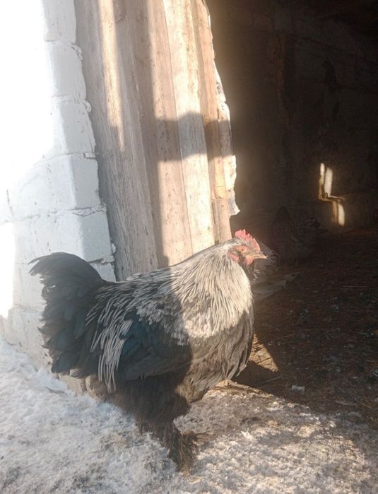 Әтеш петухи брама