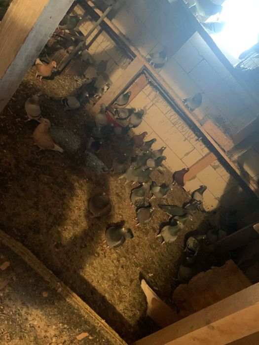 Vànd porumbei voiajori