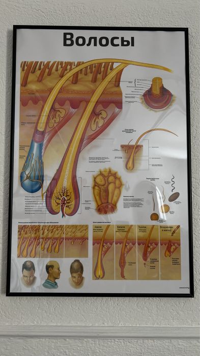 Лечение кожи головы/восстановление волос