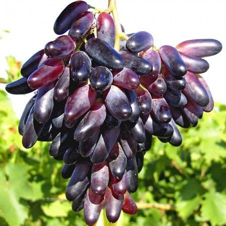 Vita De Vie DE Masa Soiuri Negre