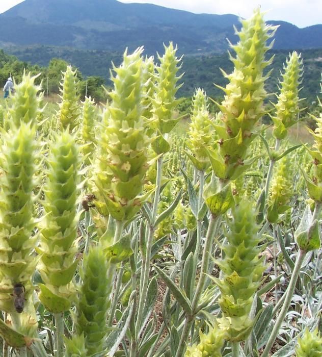 Мурсалски / Пирински чай