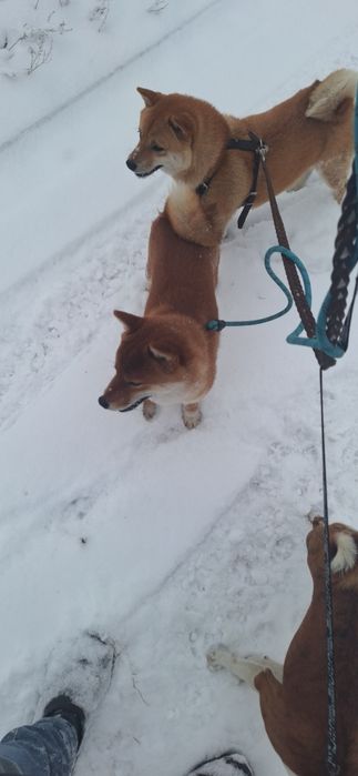 Вязка Сиба-ину Кобель