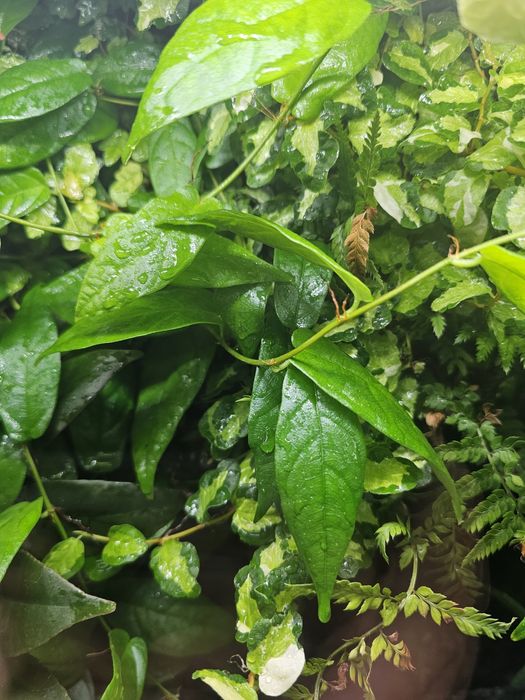 Паллюдариум, флорариум